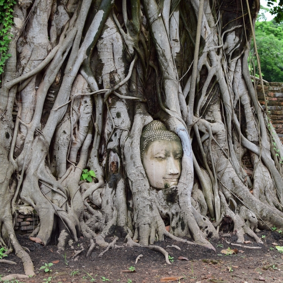 世界遺産アユタヤ_ワットマハタート